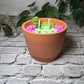 Succulent Candle